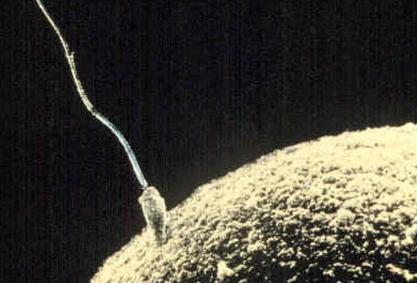 Mother’s Reproductive System Influences Sex of the Offspring Mother’s Reproductive System Influences Sex of the Offspring