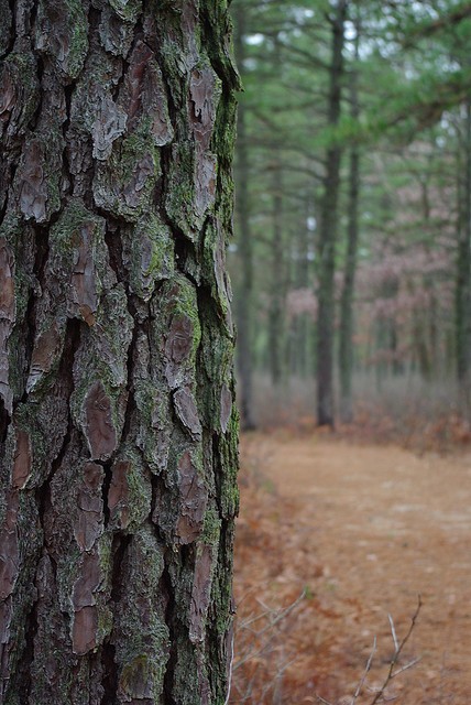 Drugs Made from Pine Bark can Help Treat Melanoma Drugs Made from Pine Bark can Help Treat Melanoma
