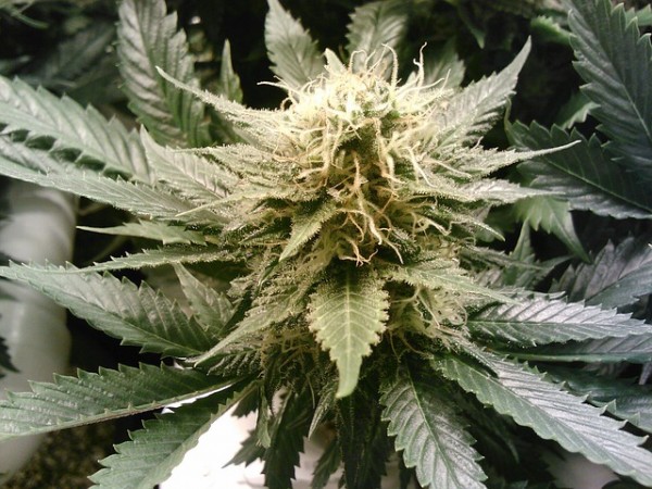 Marijuana Weed Cannabis Hash Buds Hemp Thc Cbd Marijuana Weed Cannabis Hash Buds Hemp Thc Cbd