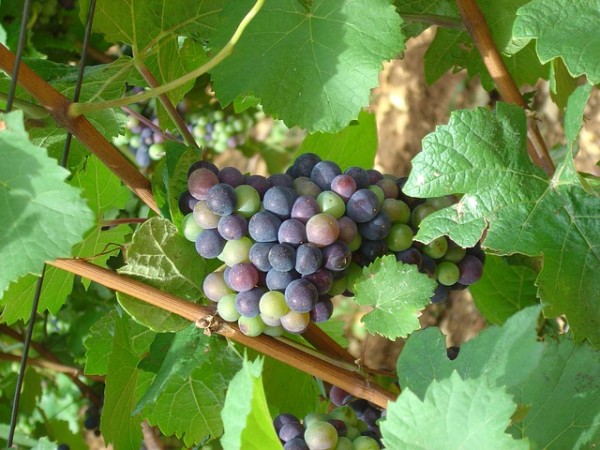 Grapes Vine Grape Blue Fruit Rebstock Vine Leaves