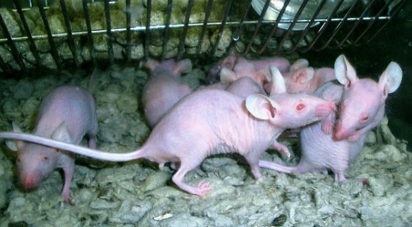 Researchers Create Healthy Mice Offspring from Frozen Testicular Tissues Researchers Create Healthy Mice Offspring from Frozen Testicular Tissues