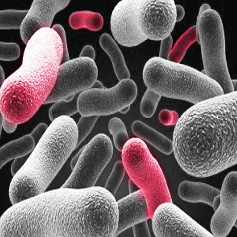 Researchers Discover New Species of Intestinal Bacteria and Viruses