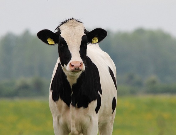 Cow Beef Cattle Holstein Animal Agriculture