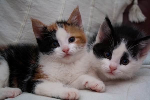 Parasite in Cat Feces Helps Destroy Cancer Cells Parasite in Cat Feces Helps Destroy Cancer Cells