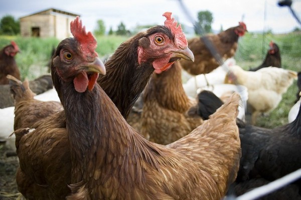 Overuse of Antibiotics in Poultry Makes Humans Antibiotic Resistant: CSE 
