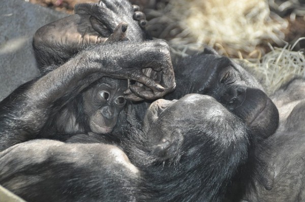 Monkey Love Bonobos Ape Primates