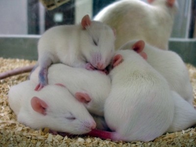 rats rats