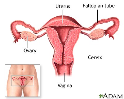 vagina, reproduction, female, women