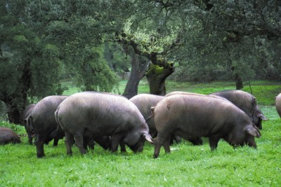 Iberian pig