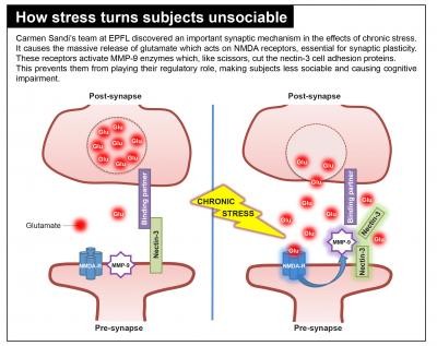 How Stress Turns Subject Unsociable How Stress Turns Subject Unsociable