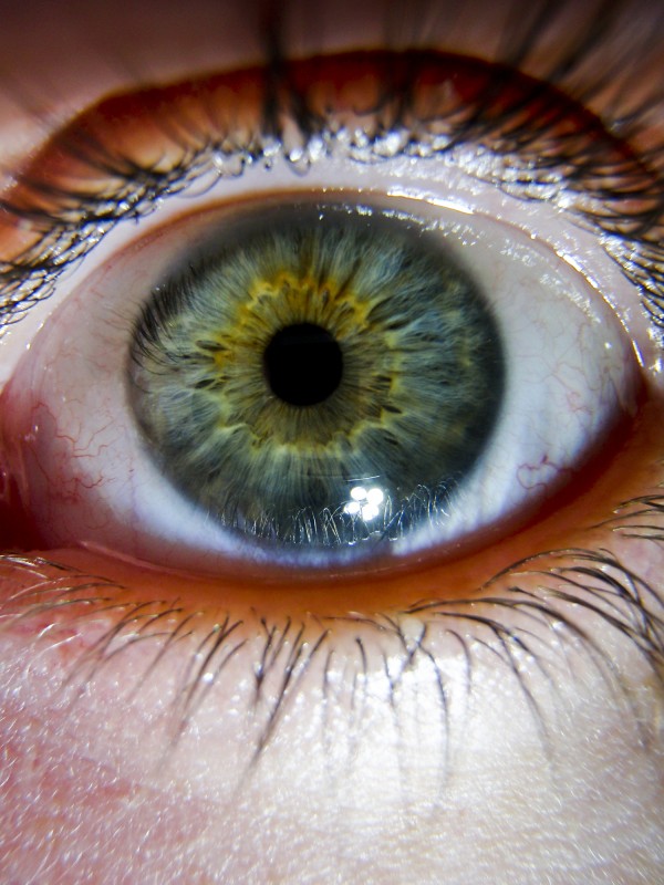 eye, pupil, iris