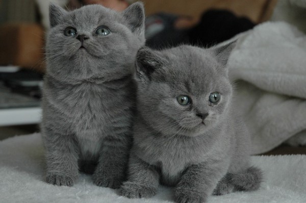 Young Cat Cat Cats Pet Grey Cute Nice Animals