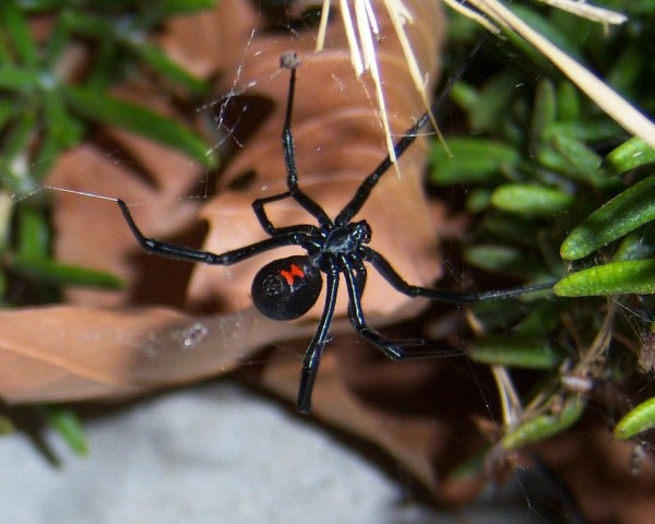 black widow spider