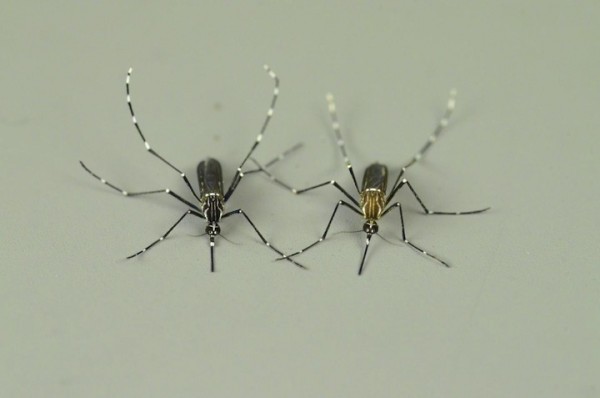 Mosquito Forms