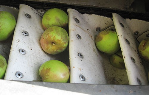 Bruising from mechanically harvesting cider apples did not affect fruit or juice quality.