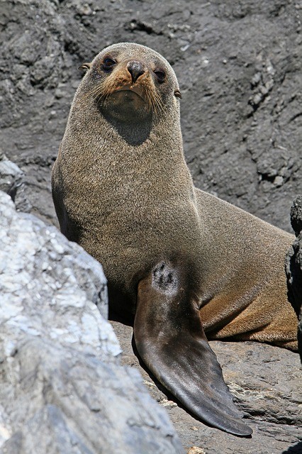 Fur Seal Seals Kekeno Arctocephalus Forsteri
