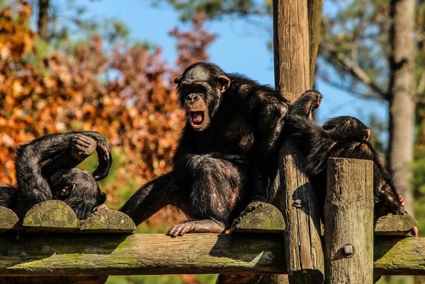 Chimpanzees Chimps Chimp Family Apes Hominidae