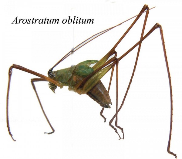 This image shows Arostratum oblitum, the new species that has been waiting on museum shelves for over 100 years to be discovered.