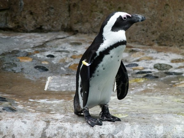 Genetic evidence shows penguins have 'bad taste'