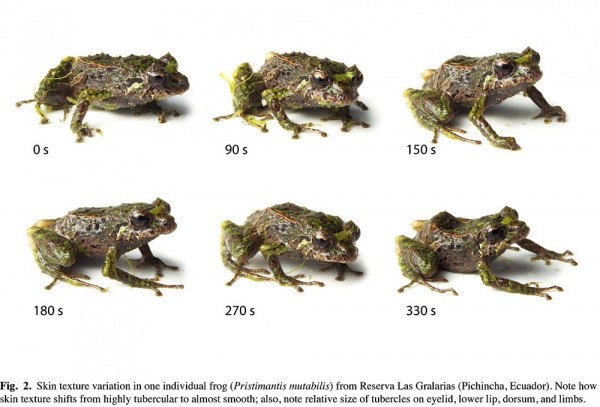 A Shape-shifing Frog Found in the Andes