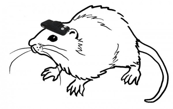 Rat Wearing Geomagnetic Device
