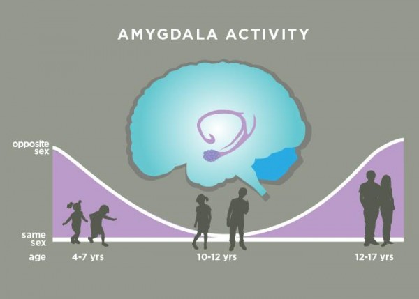 Amygdala Responses to Opposite-Sex Faces (IMAGE)