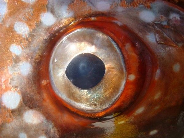 Deep-Water Fish Has a Warm Heart