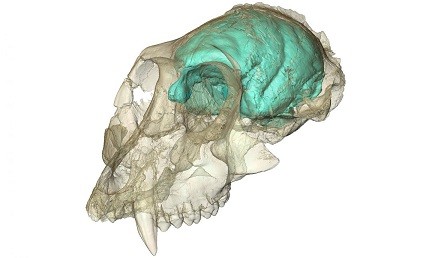 Imaging the Earliest Old World Monkey Brain