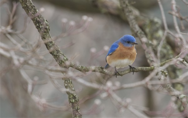 blue bird