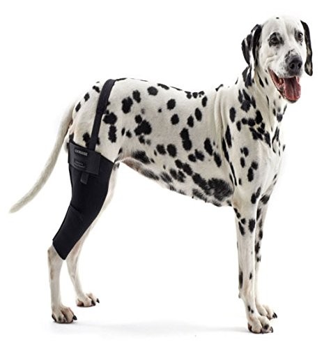5 Best knee support dogs to Buy (Review) 2017