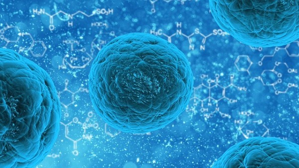Stem Cells Stem Cells