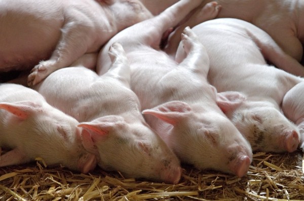Researchers creates way to protect pigs from PRRS during reproduction