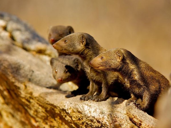 Mongoose Group