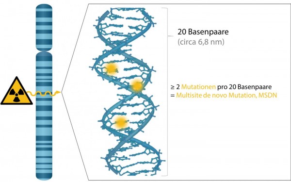 The Graph Illustrates How Radiation Alters the Genome