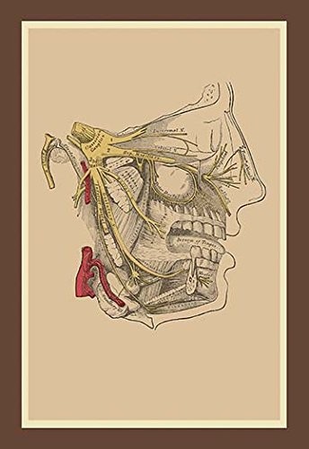 Top 5 Best cranial nerves poster for sale 2017