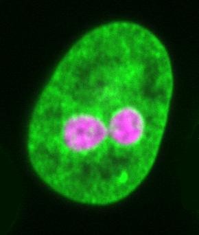 Scientists Get the Drop on the Cell's Nucleus