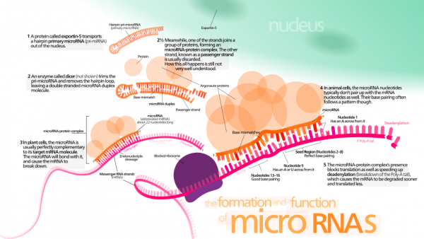 Diagram of microRNA