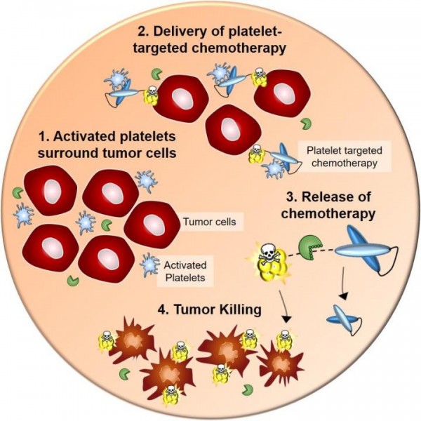 Activated Platelets (IMAGE)