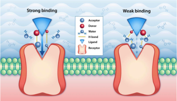 A Brief Guide to Measuring Protein Binding Affinity