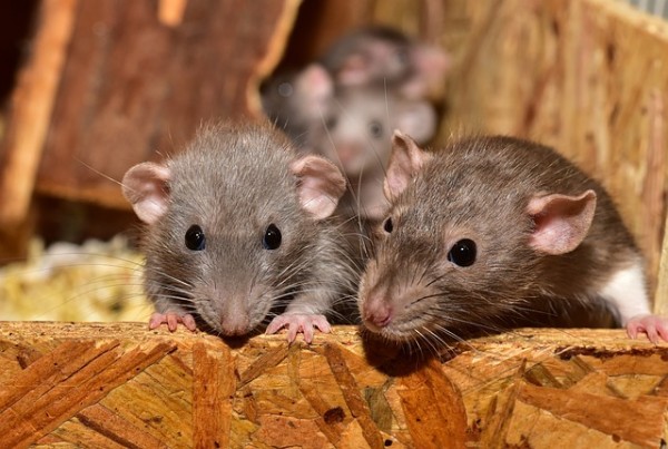 With empty restaurants comes less garbage and rats are suffering from this new routine. With empty restaurants comes less garbage and rats are suffering from this new routine.