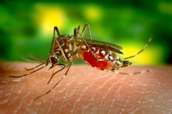 The quest to stopping mosquito-led viruses needs a good amount of immune cells.
