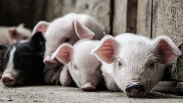 MD News Daily - Swine Flu Strain with Human Pandemic Probability Progressively Discovered in Chinese Pigs MD News Daily - Swine Flu Strain with Human Pandemic Probability Progressively Discovered in Chinese Pigs