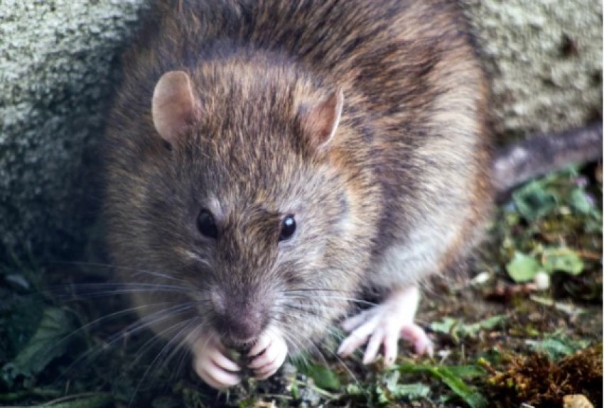 Hantavirus First Death: Nevada Man in His 20s Dies Due to Rodent Droppings