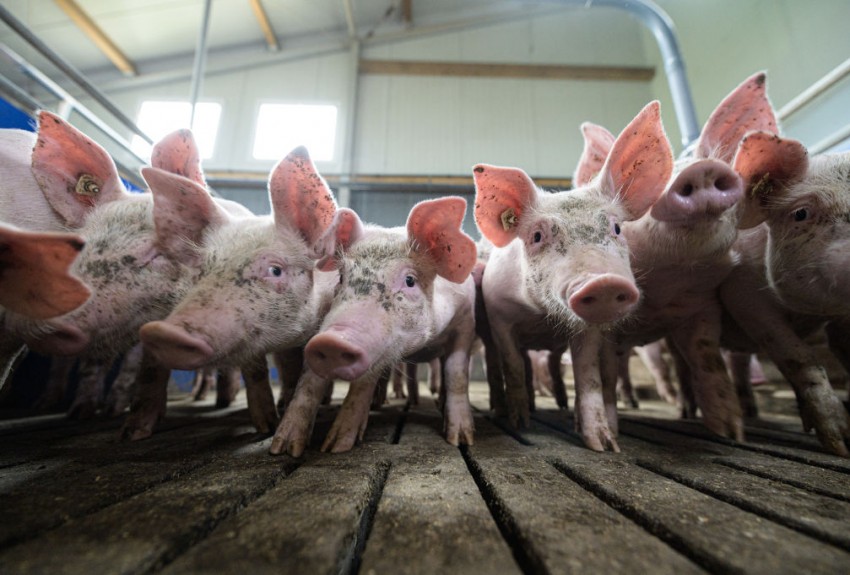 FDA Approves Genetic Alteration of Pigs for Food and Eliminating Alpha-Gal Sugar