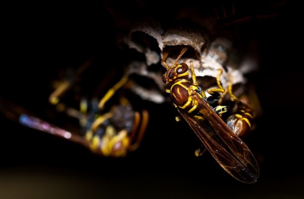  Wasp Insect Animal Nature Macro Bee Honey Wasps