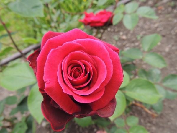 Rose Red Romance A Couple Of Falling In Love Rose Red Romance A Couple Of Falling In Love