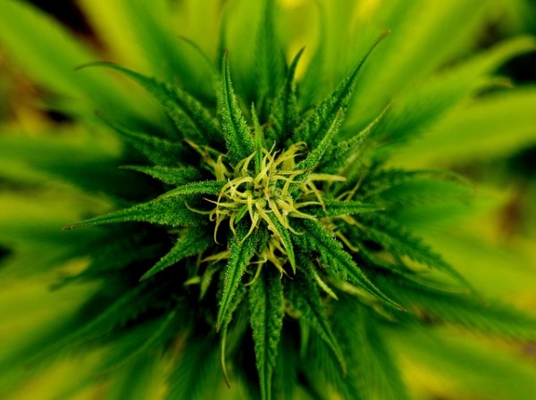 Marijuana Flower Marijuana Flower