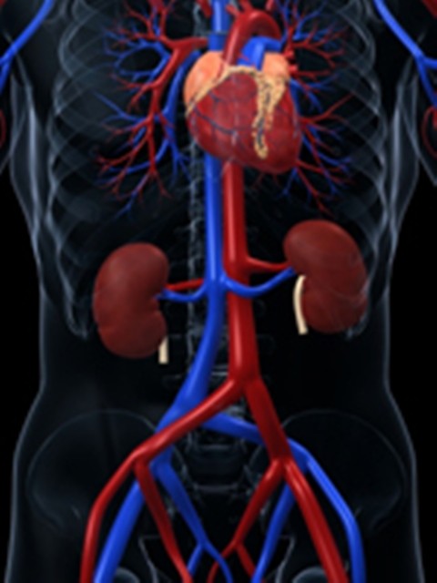 Patients with Kidney Diseases Likely to Experience Hazardous events during Treatment
