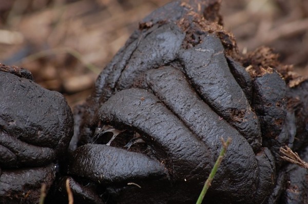 Manure Feces Excreta Excrement Dejection Compost Manure Feces Excreta Excrement Dejection Compost