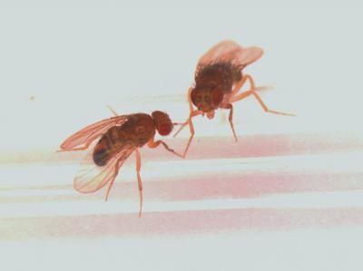 Fruit Flies Fruit Flies